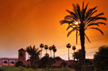 Marrakech palmier